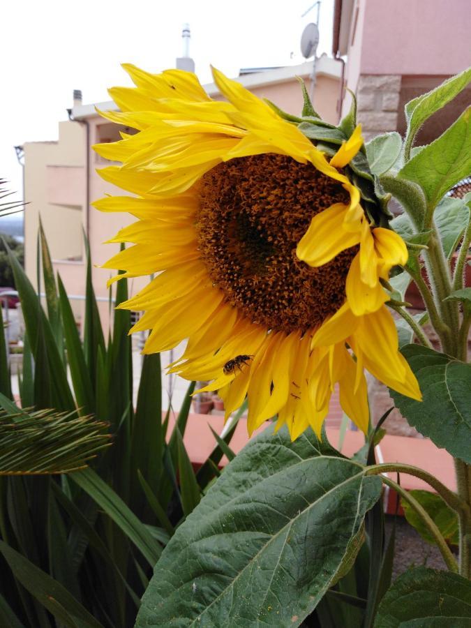 The Roses Garden Bed & Breakfast La Maddalena  Bagian luar foto