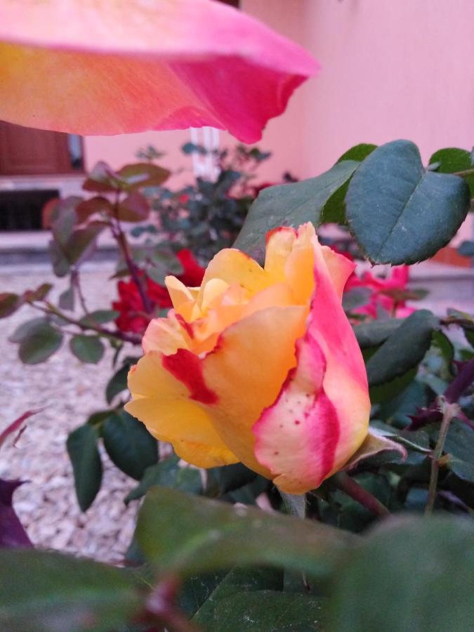 The Roses Garden Bed & Breakfast La Maddalena  Bagian luar foto