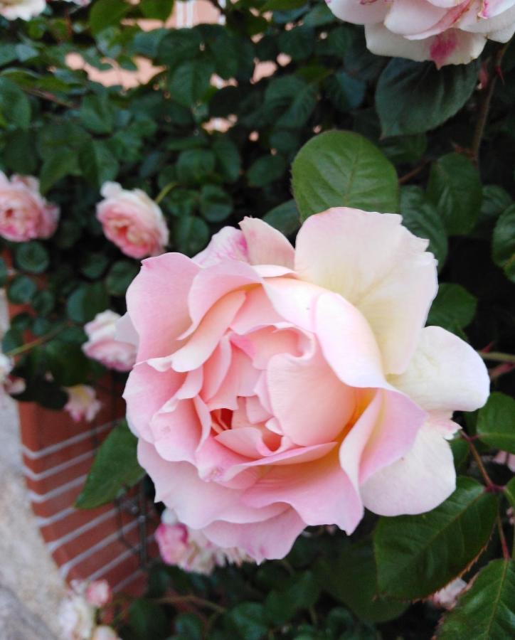The Roses Garden Bed & Breakfast La Maddalena  Bagian luar foto