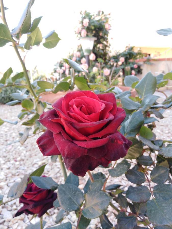 The Roses Garden Bed & Breakfast La Maddalena  Bagian luar foto