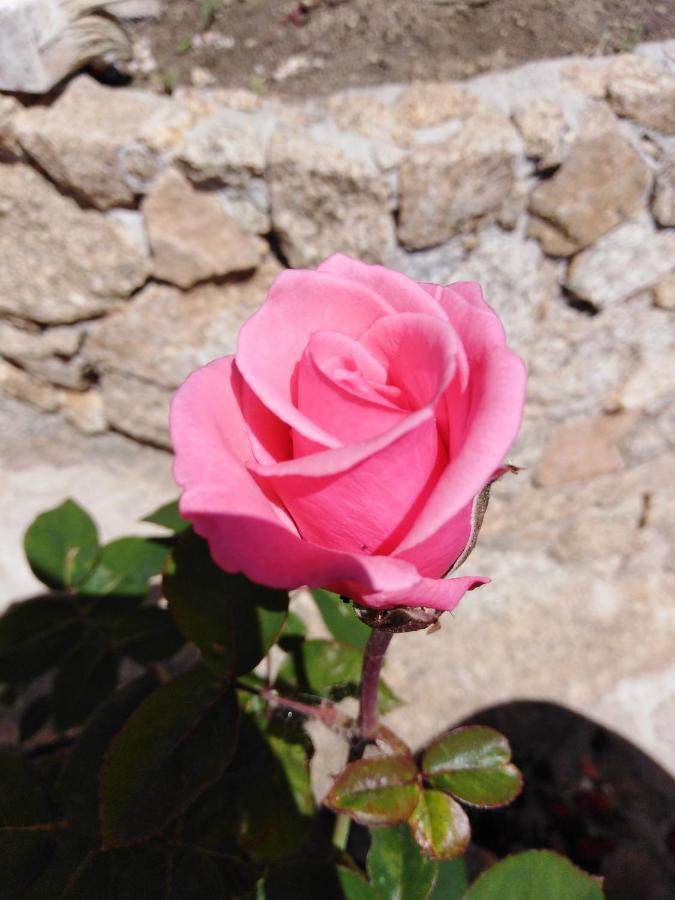 The Roses Garden Bed & Breakfast La Maddalena  Bagian luar foto