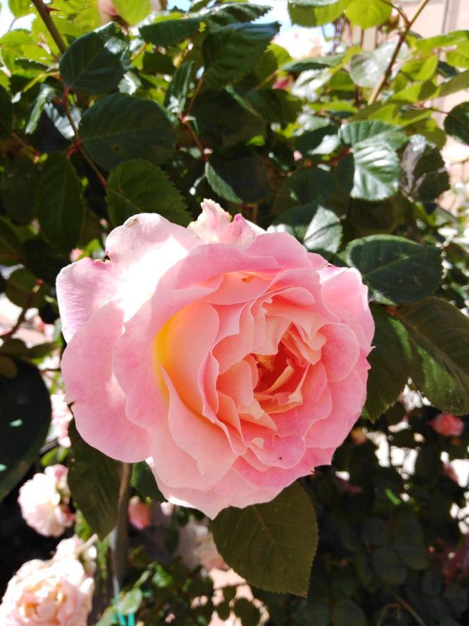 The Roses Garden Bed & Breakfast La Maddalena  Bagian luar foto